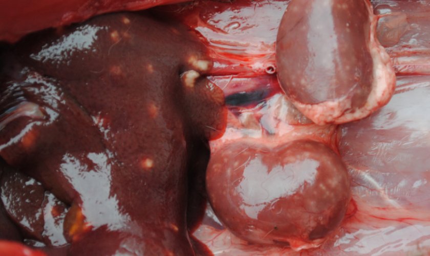 Кокцидиоз на печени