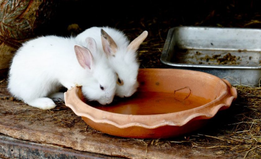 Кролики пьют воду