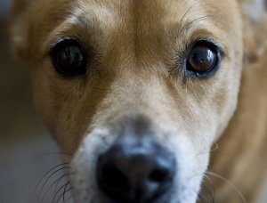 Оптиммун глазная мазь для собак