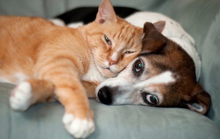 Собака с котом