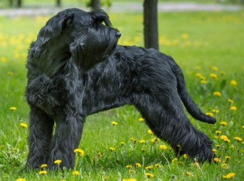 Ризеншнауцер: все о породе