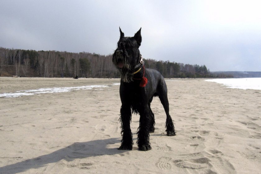 Ризеншнауцер