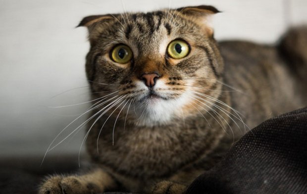 Кошка Кошка