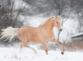 Лошади зимой: уход и содержание, чем и как кормить