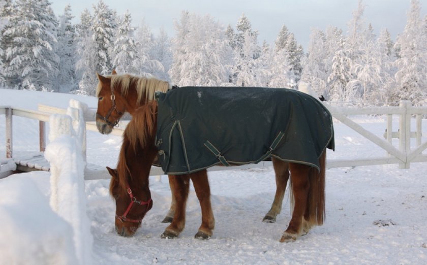 Содержание лошадей зимой
