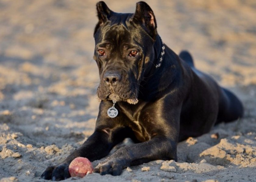 Кане-корсо Кане-корсо