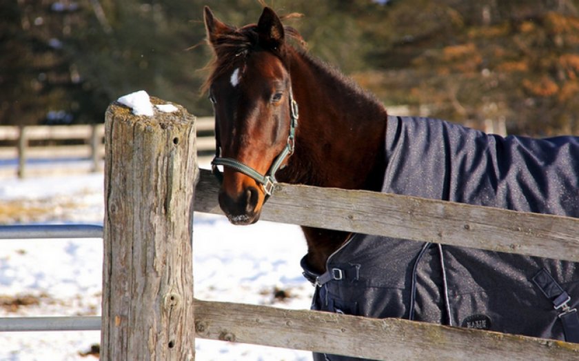 Содержание лошади зимой