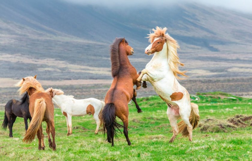 Дикие лошади