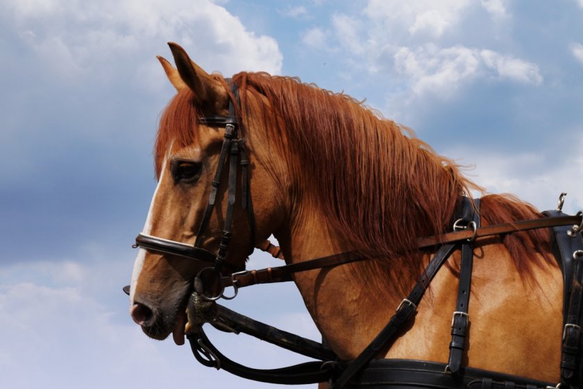 Домашняя лошадь