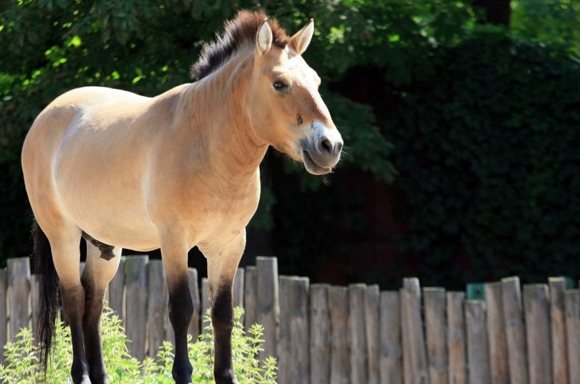 Лошадь Пржевальского