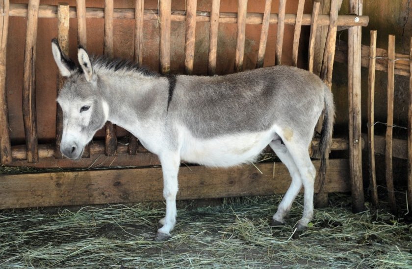 Домашний осёл