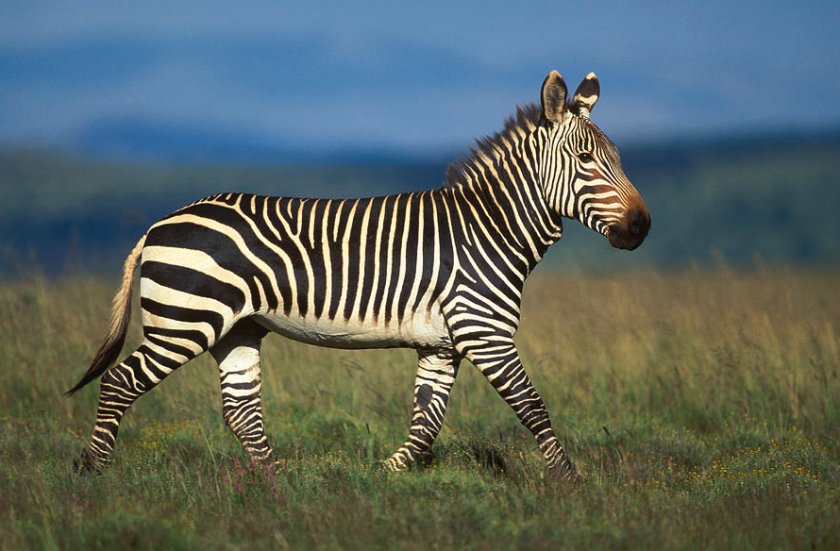 Горная зебра