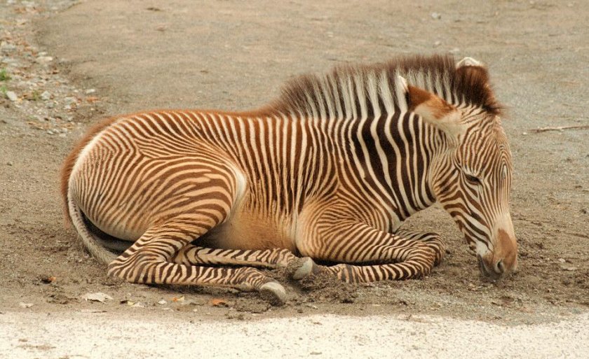 Пустынная зебра