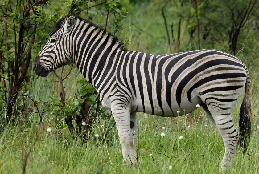 Бурчеллова зебра