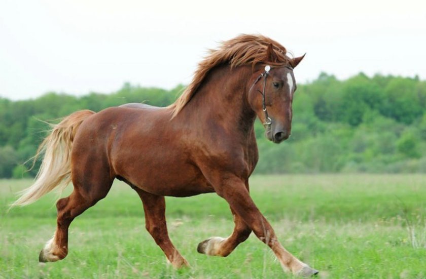 Советский тяжеловоз