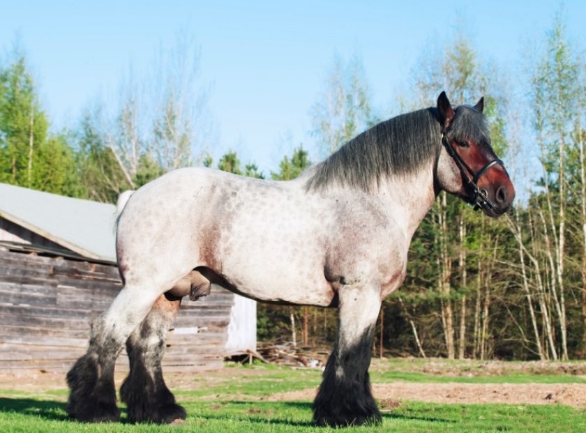 Бельгийский тяжеловоз