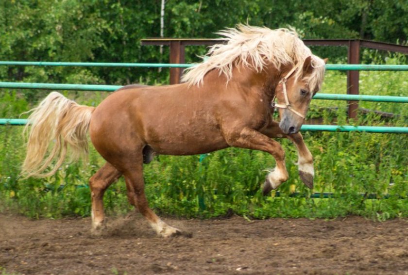 Русский тяжеловоз