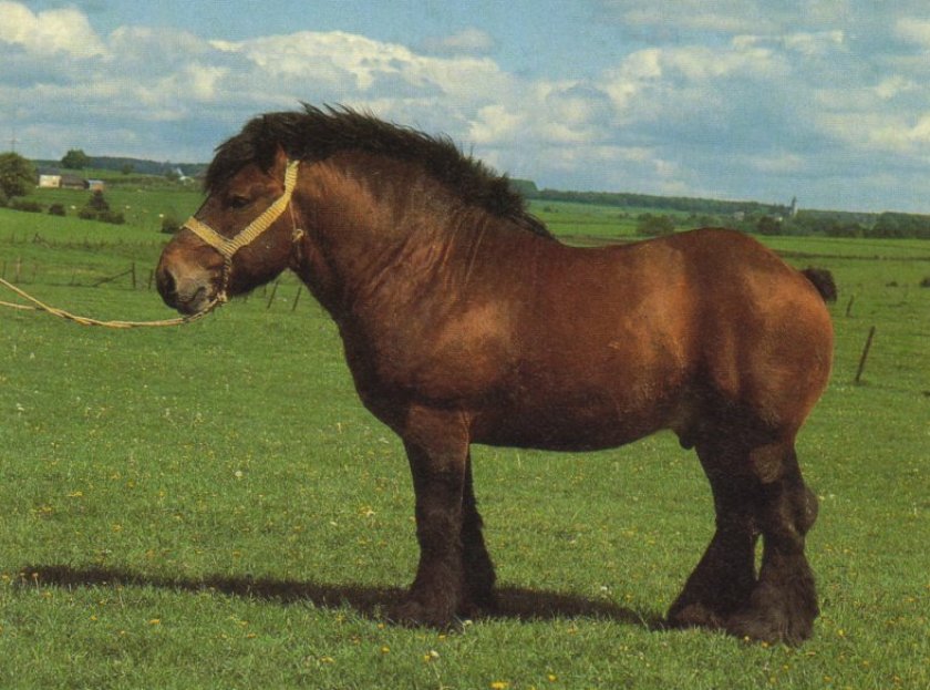 Арденская тягловая