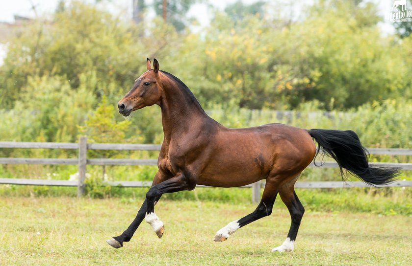 Орловский рысак