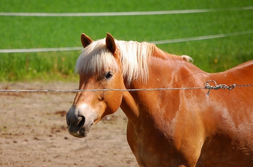 Финская порода