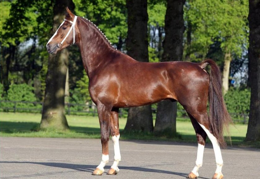 Гелдерландер