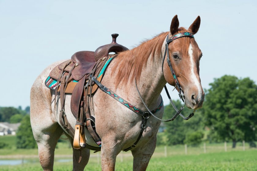 Ацтекская лошадь