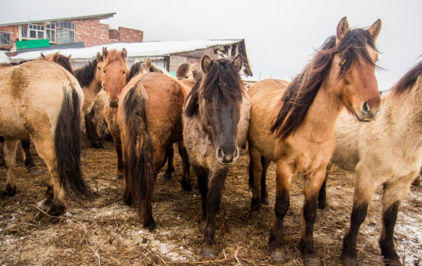 Башкирские лошади