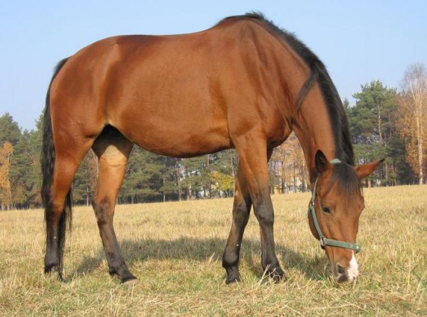 Венгерская теплокровная