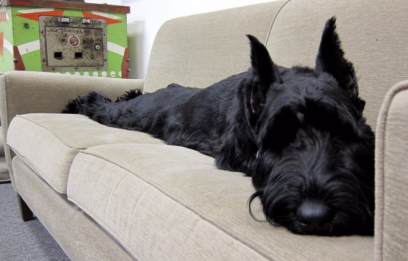 Ризеншнауцер в квартире