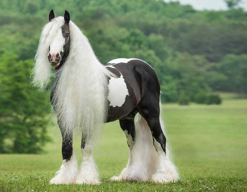 Цыганская упряжная (тинкер)