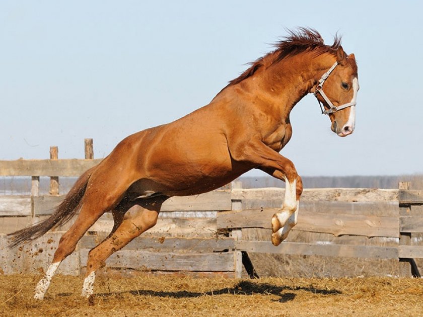 Тракененская