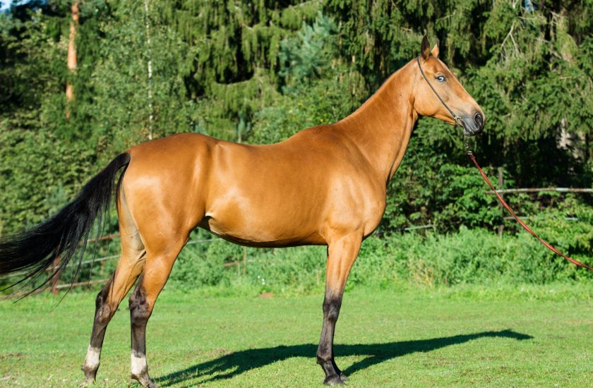 Алхетинская