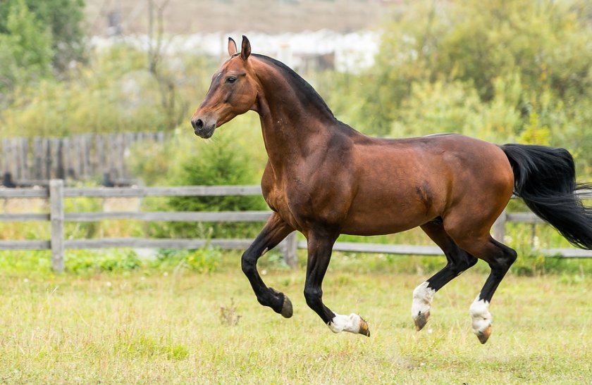 Будённовская