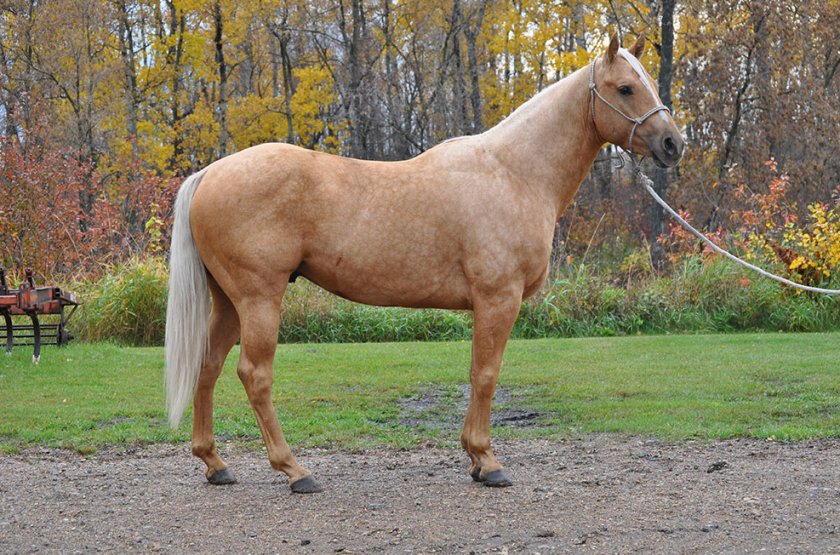 Немецкая «полукровная»