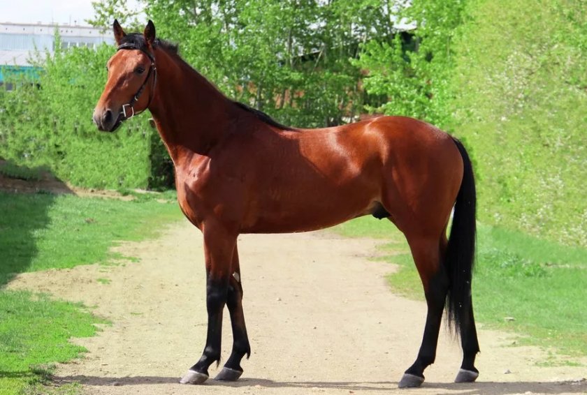 Французская рысистая