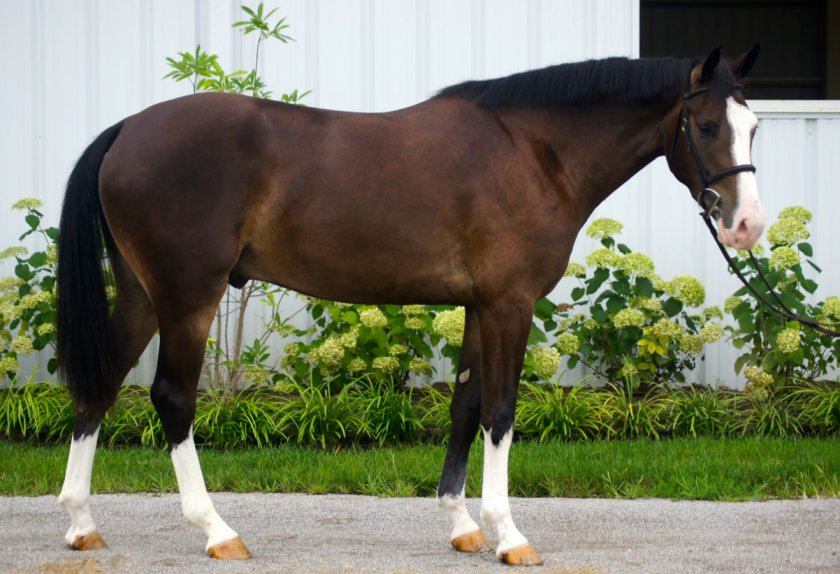 Гронингенская