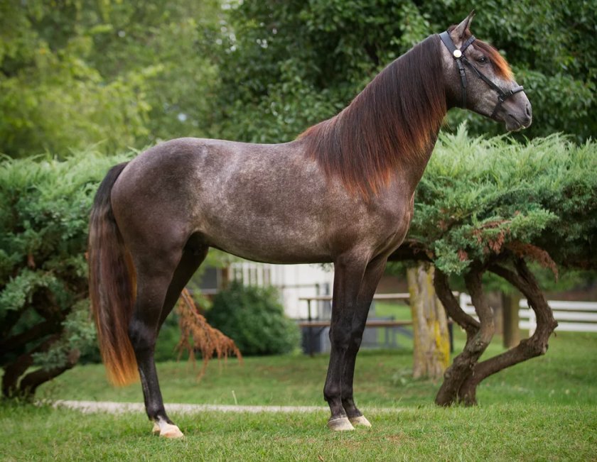 Лузитанская (лузитано)