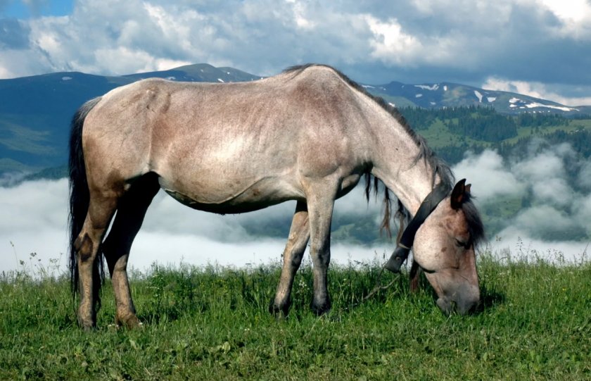 Гуцульская