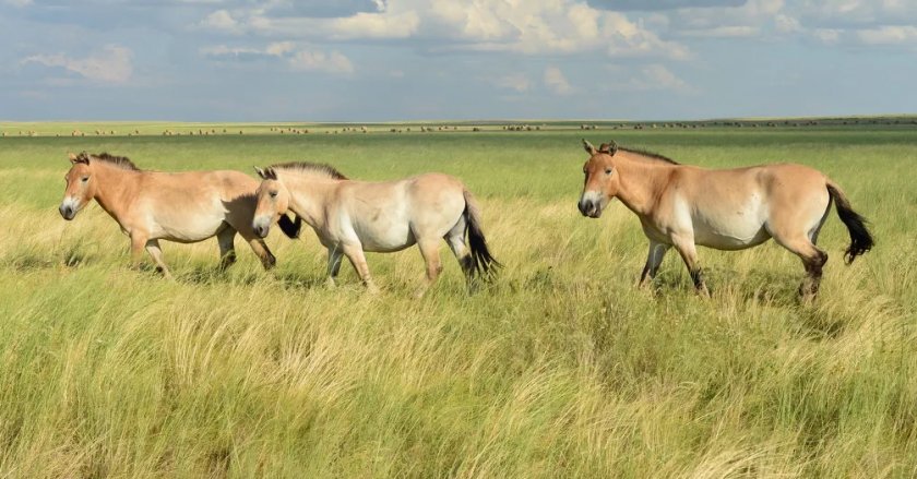 Башкирская (степная)