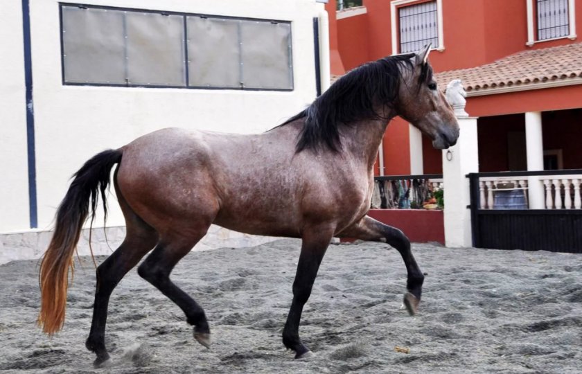 Андалузская