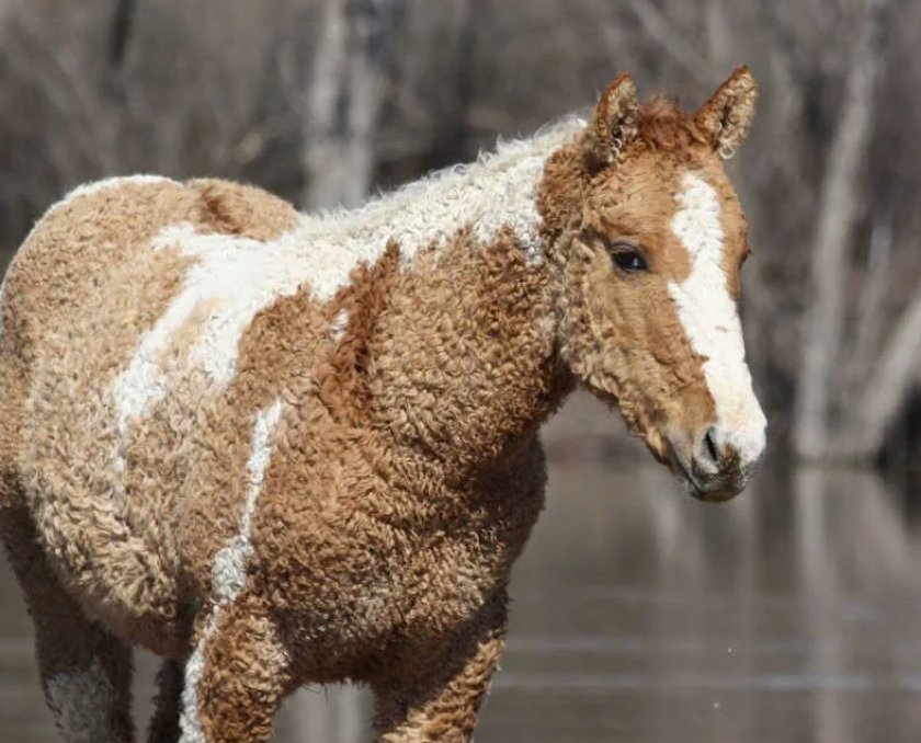 Забайкальская кудрявая
