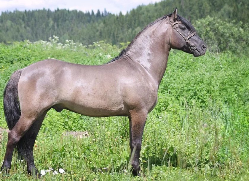 Вятская (лесной тип)