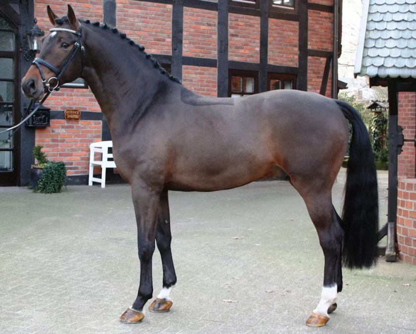 Баварская полукровная