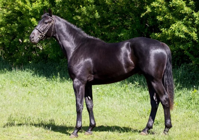 Кабардинская порода