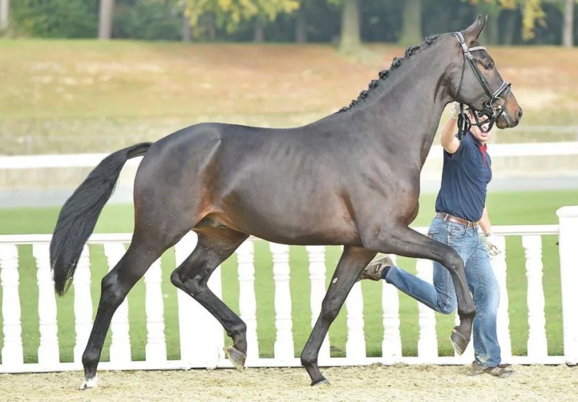 Ольденбургский конь