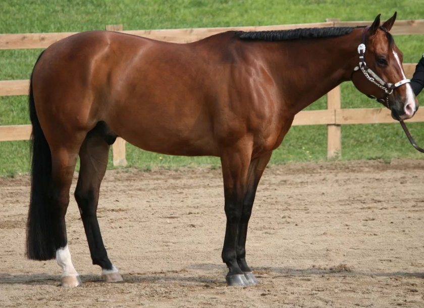 Квартерхорс