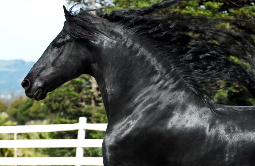 Фризская лошадь