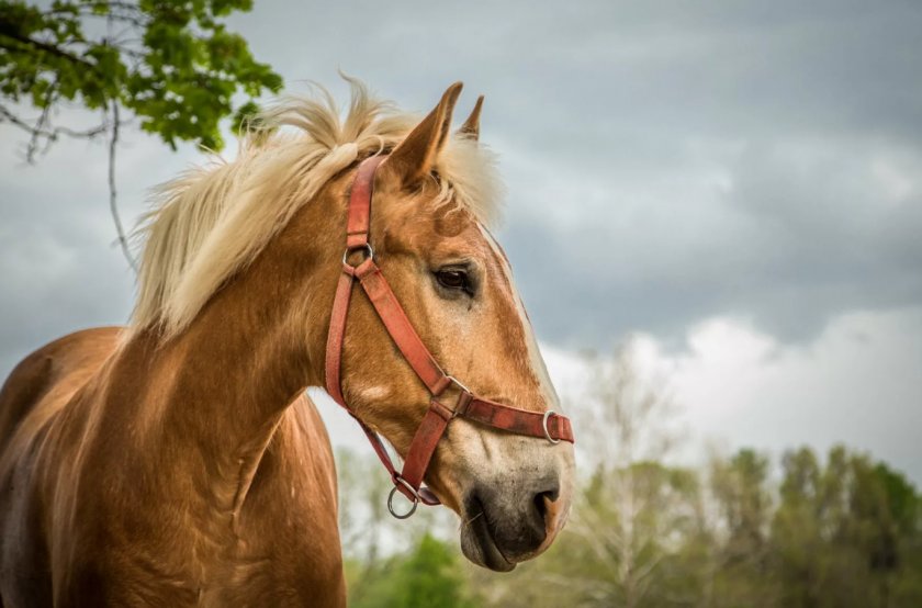 Лошадь