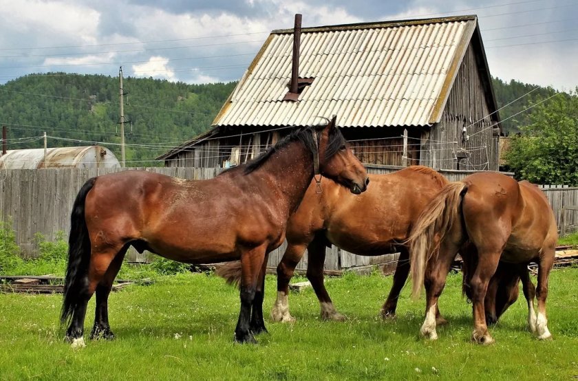 Домашние Лошади Фото