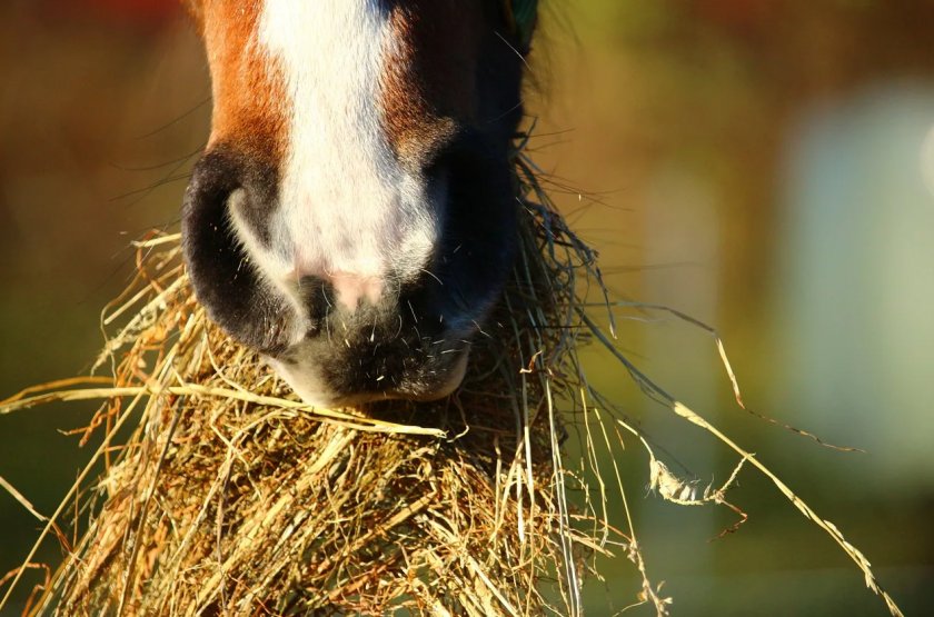 Лошадь кушает
